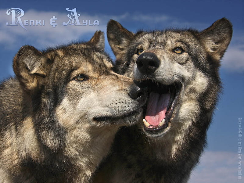 2 Wolves In Love, wolf eyes, tounge, sky, wolves in love, peace signs, grey wolf, sunshine, wolves, animals, HD wallpaper