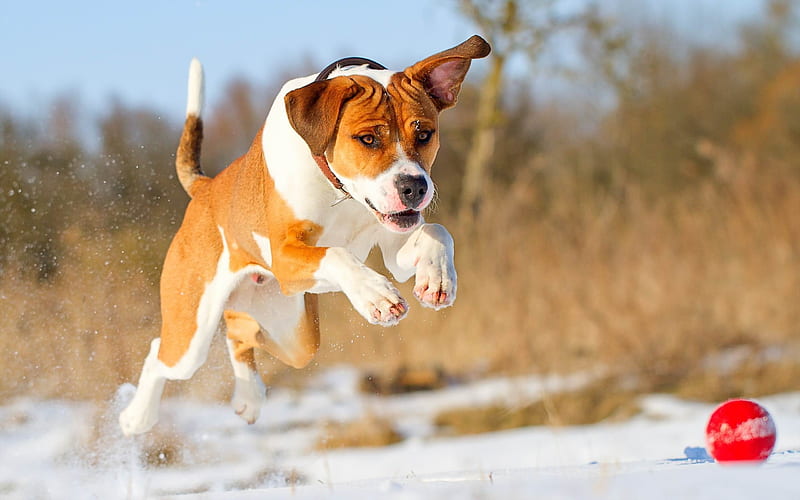 Snow puppy running jump-Animal, HD wallpaper