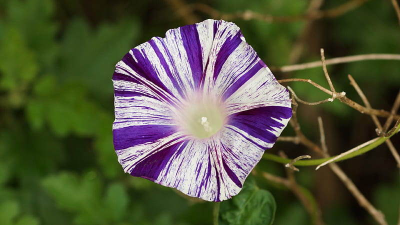 Ipomoea nil, Asagao, White, Flowers, Flower, Morning glory, Pansy 3840x2160, Violet, HD wallpaper