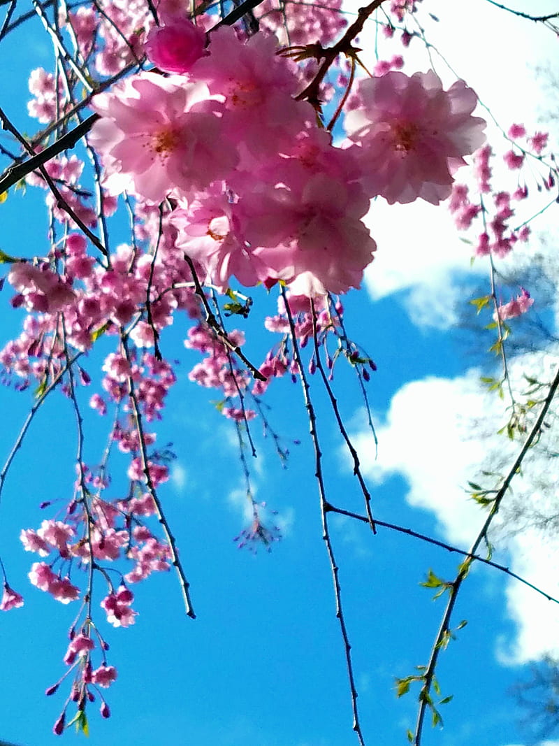 Flowers 2, cherry blossoms, flora, flowers, pretty, spring, HD phone wallpaper