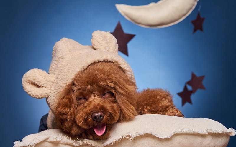 brown puppy, poodle, fluffy dog, pets, dogs, HD wallpaper