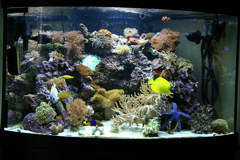 Saltwater Fish, saltwater, exotic, water, fish, aquarium, salt, HD wallpaper