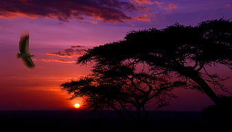 HD serengeti wallpapers | Peakpx