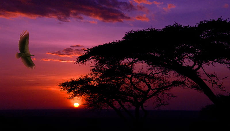 Sunset in Serengeti, Sky, Africa, graphy, Sunsets, Nature, HD wallpaper