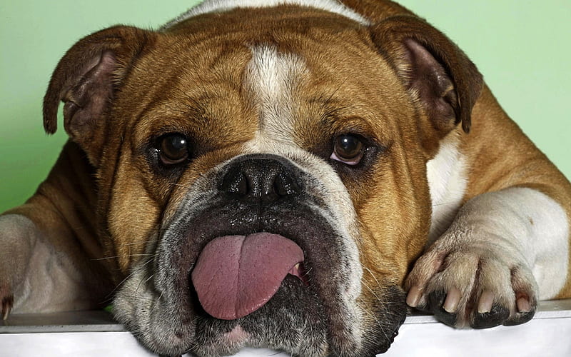 Tired Pug-Funny dog, HD wallpaper