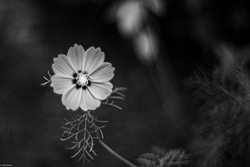 cosmos, flower, petals, black and white, plant, HD wallpaper