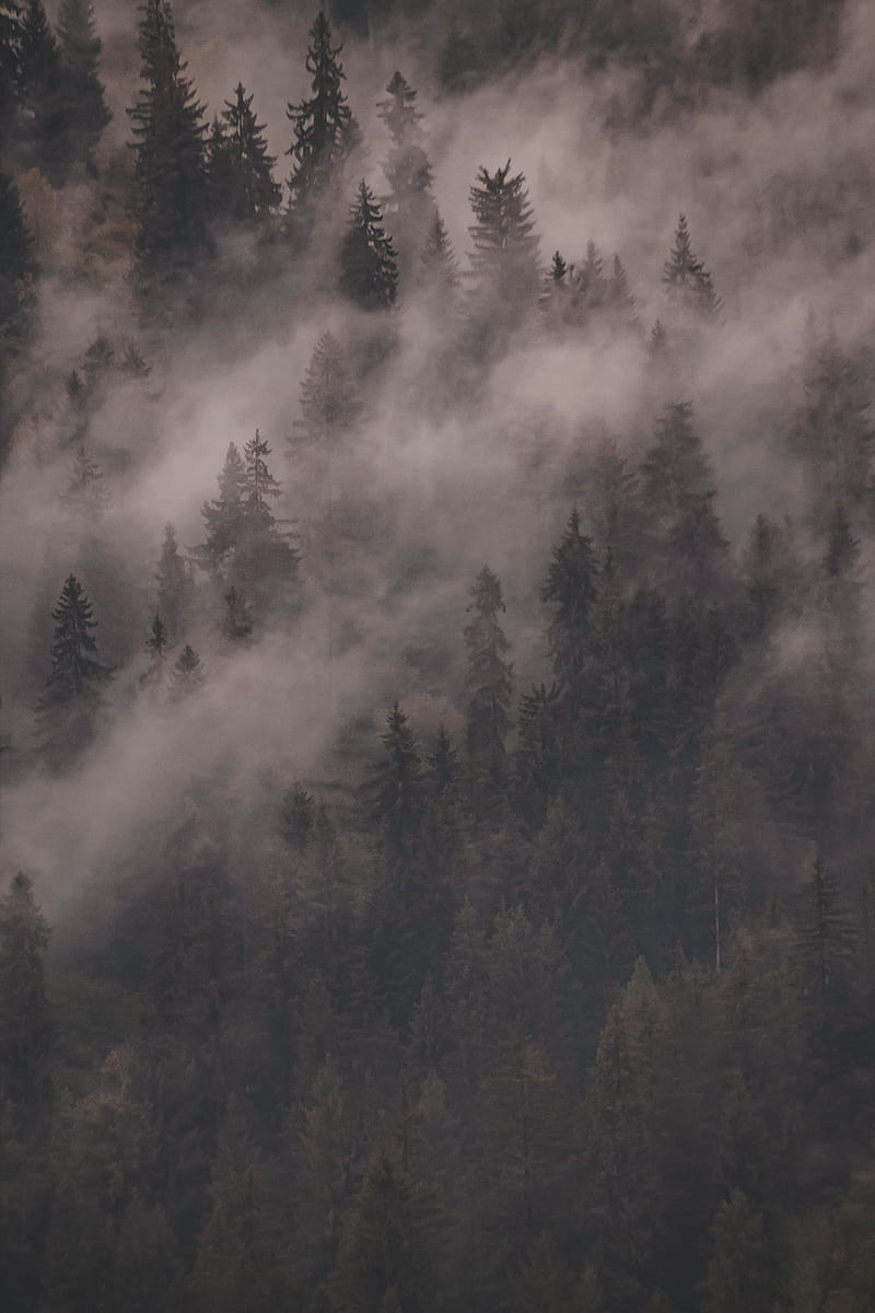 Forest, clouds, creepy, rain, rainy, HD phone wallpaper
