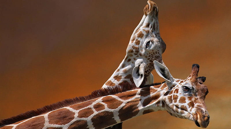 giraffes, pints, wild, long, HD wallpaper