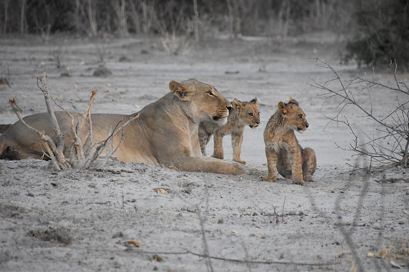 lions, lioness, lion cubs, mother, cubs, animals, HD wallpaper