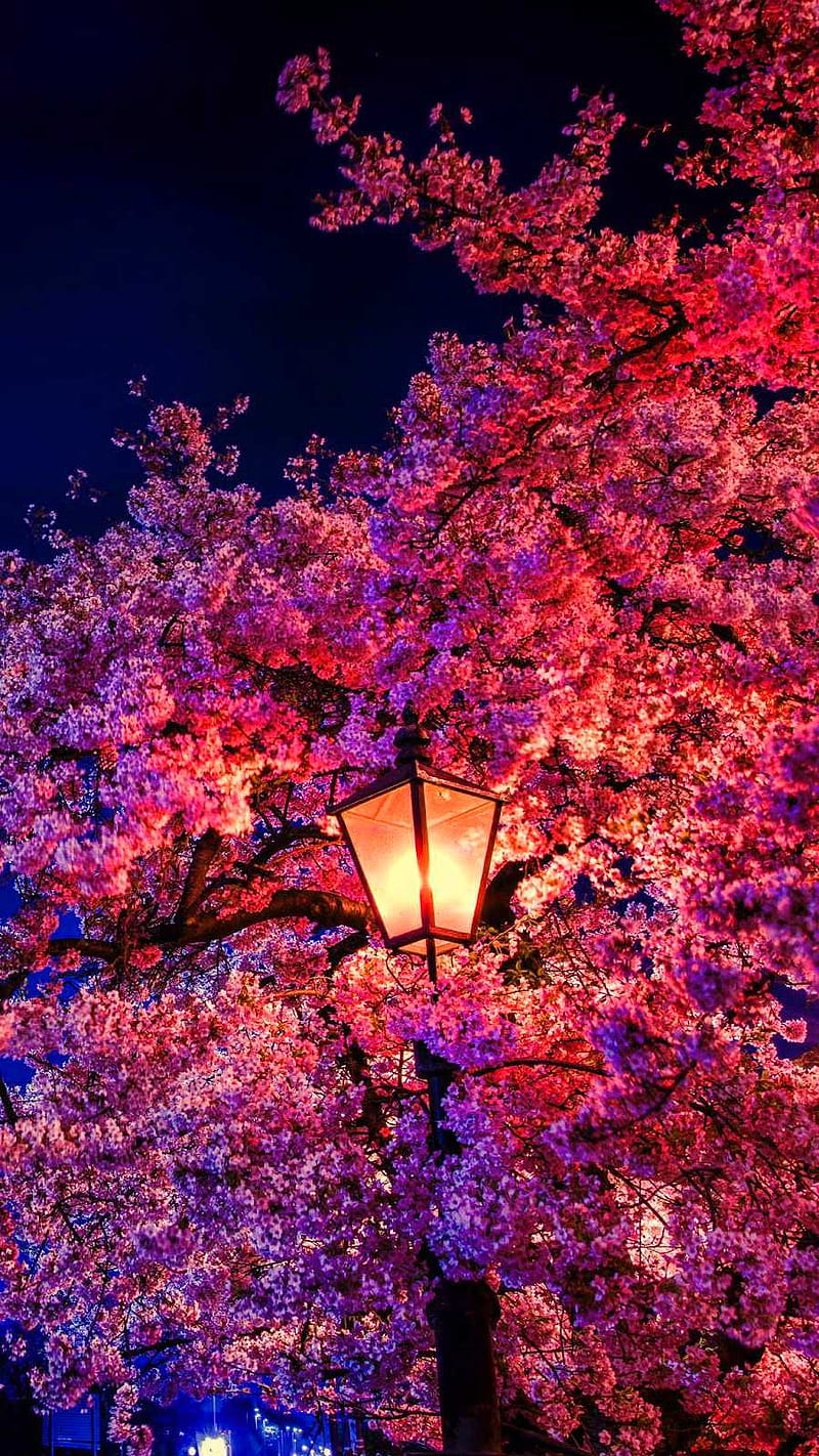 720P free download | Cherry Blossom, Sakura Night, HD phone wallpaper ...