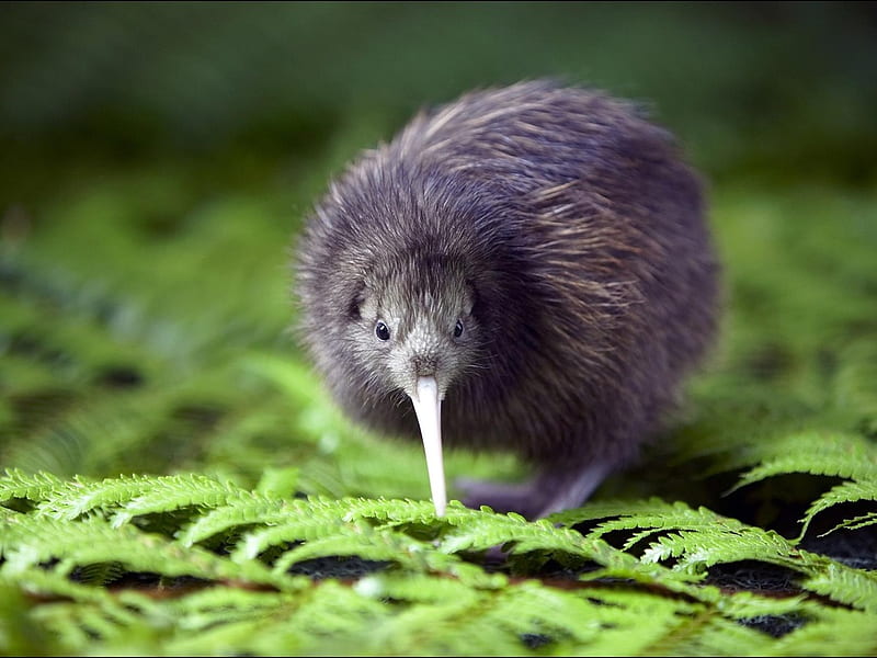 Palabras Clave De Fondo De Pantalla Pajaros Kiwi Peakpx