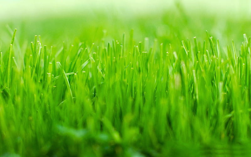 lawn-Fresh nature green plants, HD wallpaper