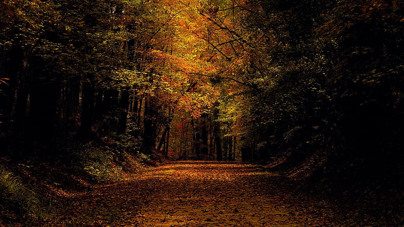 Bonita Lake Trail, Autumn Color, Mississippi, leaves, fall, landscape, trees, forest, usa, HD wallpaper