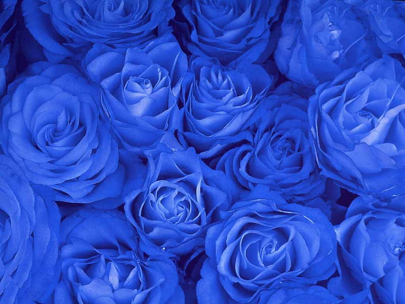 blue roses galore, flower, multicoloured, rose, nector, HD wallpaper
