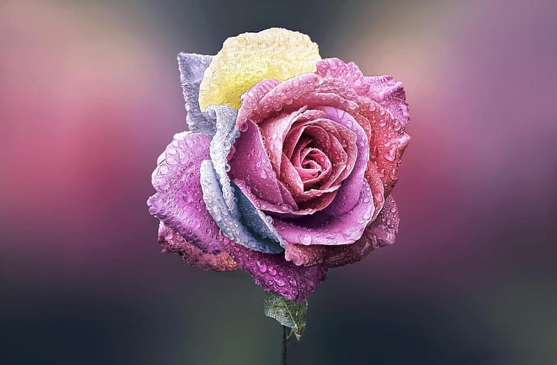Beautifully, pink rose, lovely, flower, unique, HD wallpaper