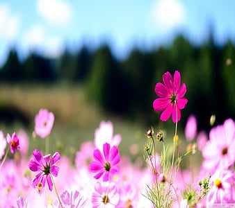 Hoa là thứ tuyệt vời nhất mà thiên nhiên tặng cho chúng ta. Hãy ngắm nhìn bức ảnh đầy màu sắc của hoa để cảm nhận được sự đẹp diệu kỳ mà chúng mang lại.