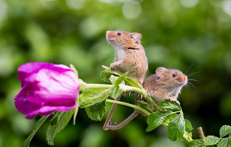 Field Mouse, Animal, Rose, Pair, Mouse, HD wallpaper
