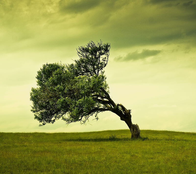 Stand Alone, green, nature, tree, HD wallpaper
