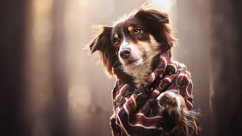 Dog Covered With Cloth Dog, HD wallpaper