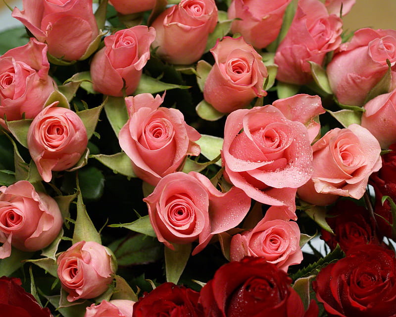 Beautiful roses, red, amazing, bouquet, flowers, nature, roses, pink ...