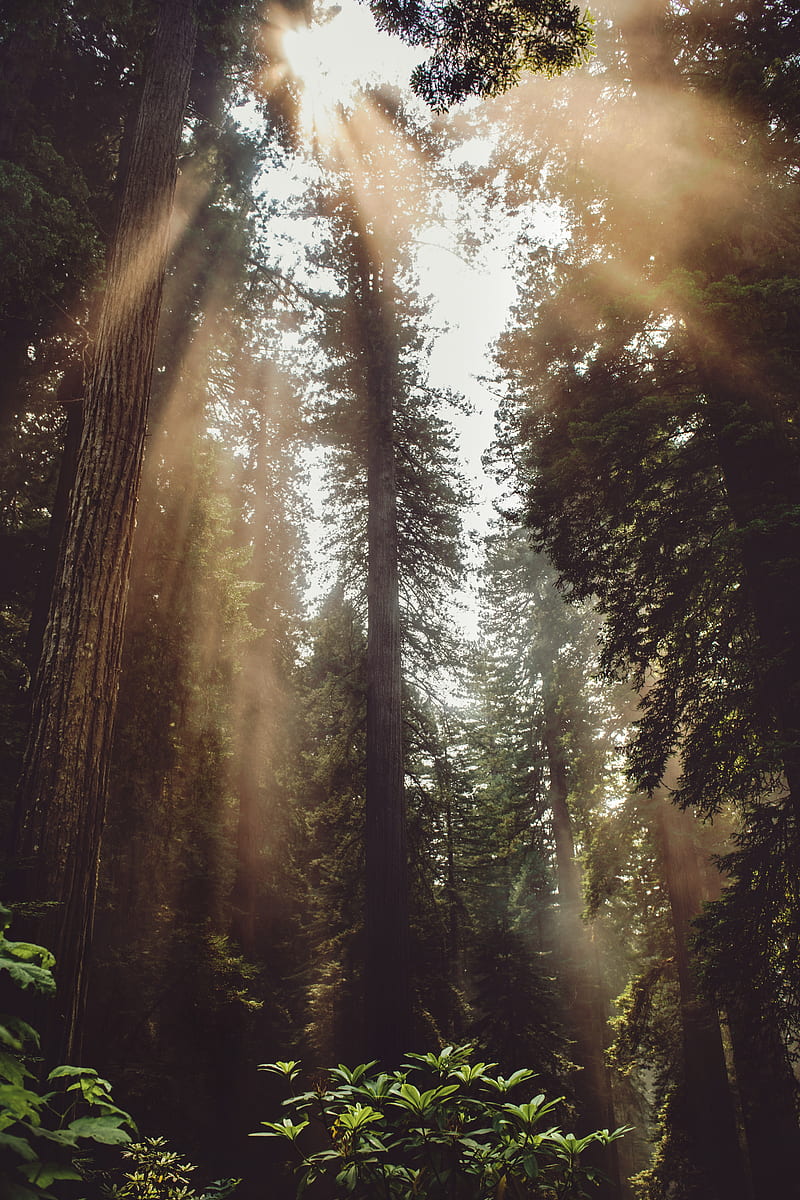 forest, trees, sunlight, fog, rays, HD phone wallpaper
