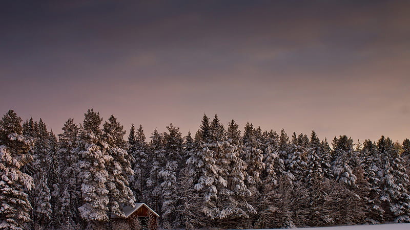 cabin in an evergreen forest at winter, evergreens, forest, cabin, winter, HD wallpaper