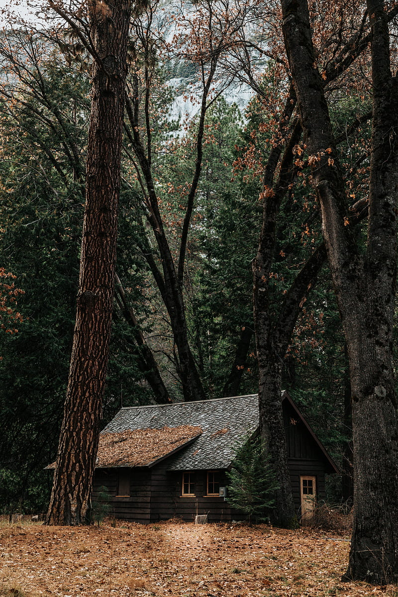 gray wooden house surrounded by trees, HD phone wallpaper