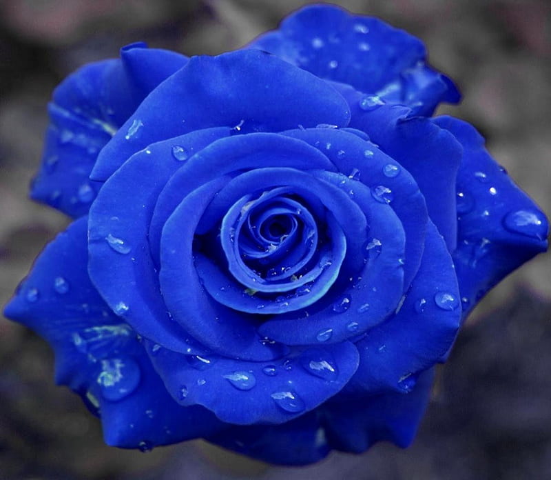 Blue, ROSE, expression, new, color, HD wallpaper | Peakpx