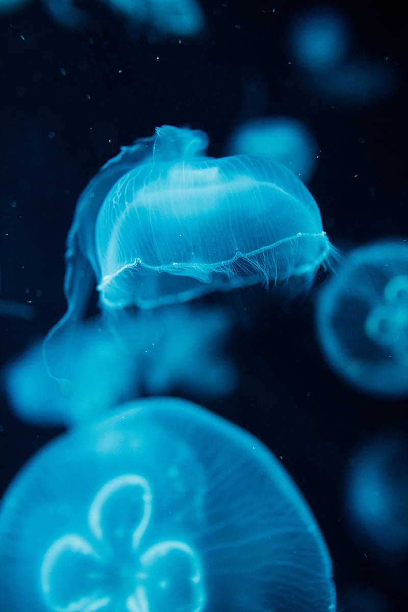 jellyfish, creatures, blue, water, underwater, HD phone wallpaper