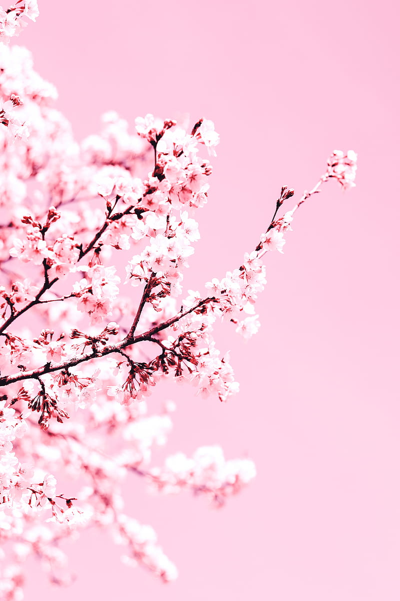 cherry blossom, flowers, branch, pink, plant, bloom, HD phone wallpaper