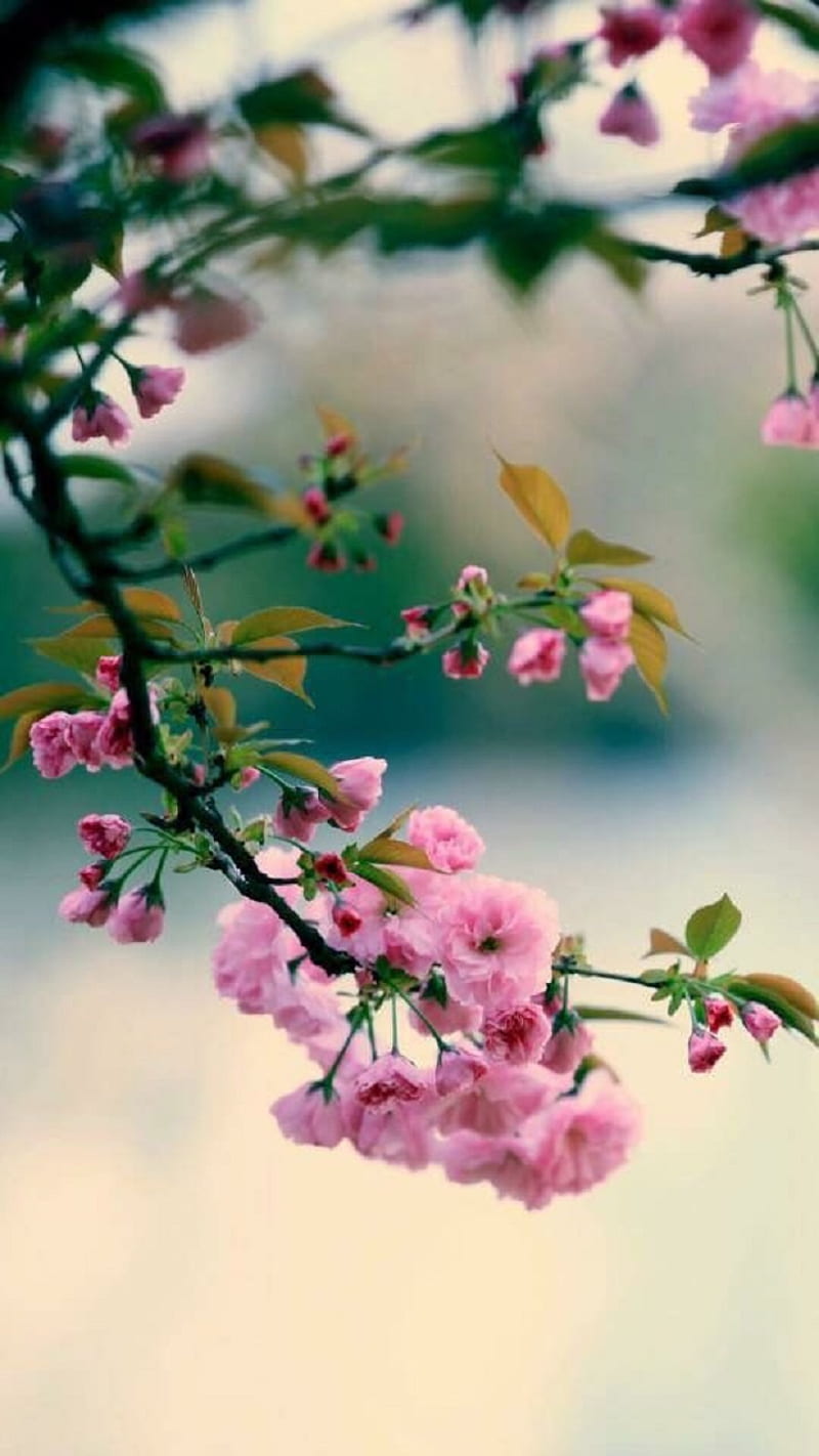 Flor de primavera, Fondo de pantalla de teléfono HD | Peakpx