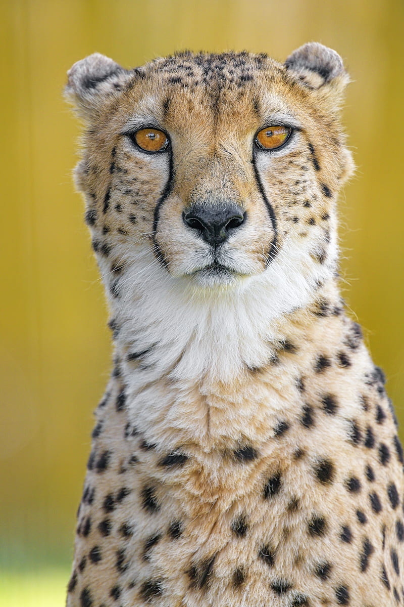 Cheetah, predator, animal, glance, big cat, HD phone wallpaper | Peakpx