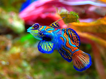 Most Beautiful Colorful Fish Exotic Collection PIXHOME Exotic Water HD  wallpaper  Pxfuel