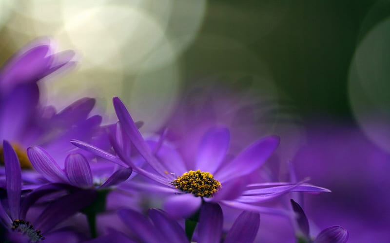 ✿...Purple...✿, purple, flowers, beauty, nature, scenary, HD