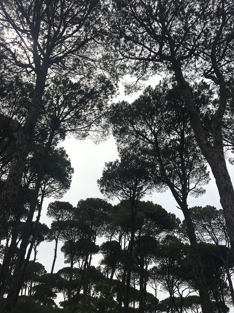 Pine trees, bonito, black, dark, love, nature, pretty, sky, tree, white, HD phone wallpaper