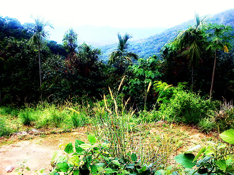 jungle mountain, forest, green, grass, mountains, greeny, plants, jungle, HD wallpaper