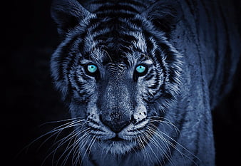 Blue Tiger  Tiger pictures Blue tigers Tiger artwork