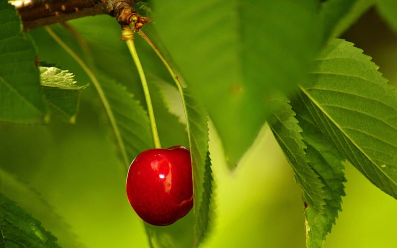CHERRY ON ITS TREE cherries, hanging, tree, leaves, close up, macro, nature, branches, cherry, HD wallpaper