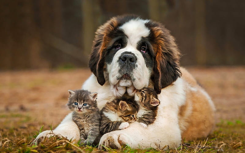 St Bernard dog, big dog and kittens, cute animals, friends, pets, American Bobtail, cats, Bernhardiner, Alpine Mastiff, HD wallpaper