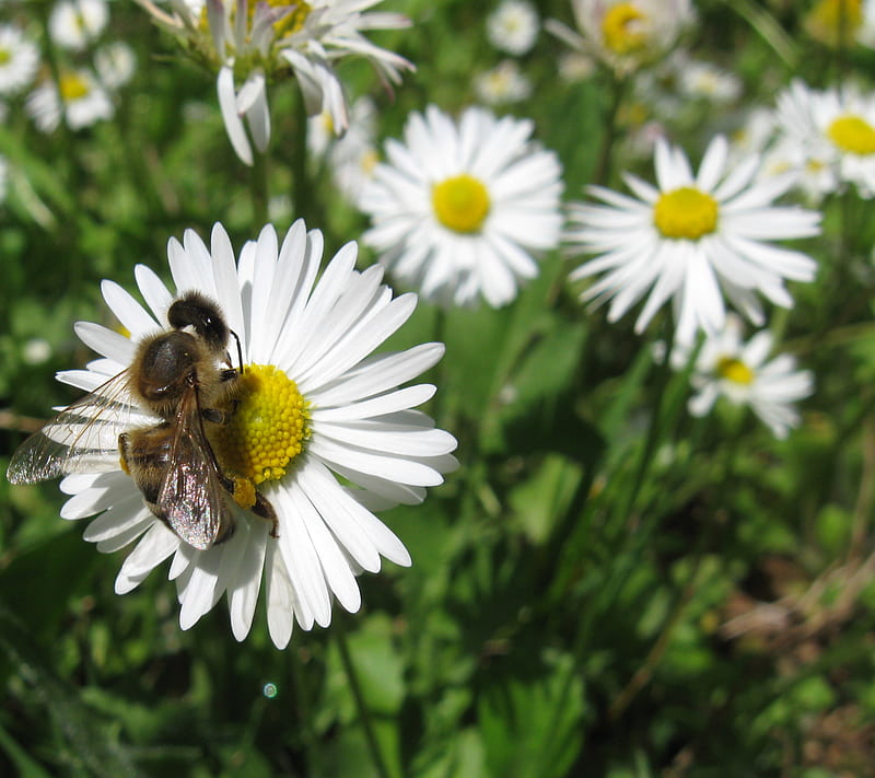 Bee At Work 2, flowers, pollen, HD wallpaper