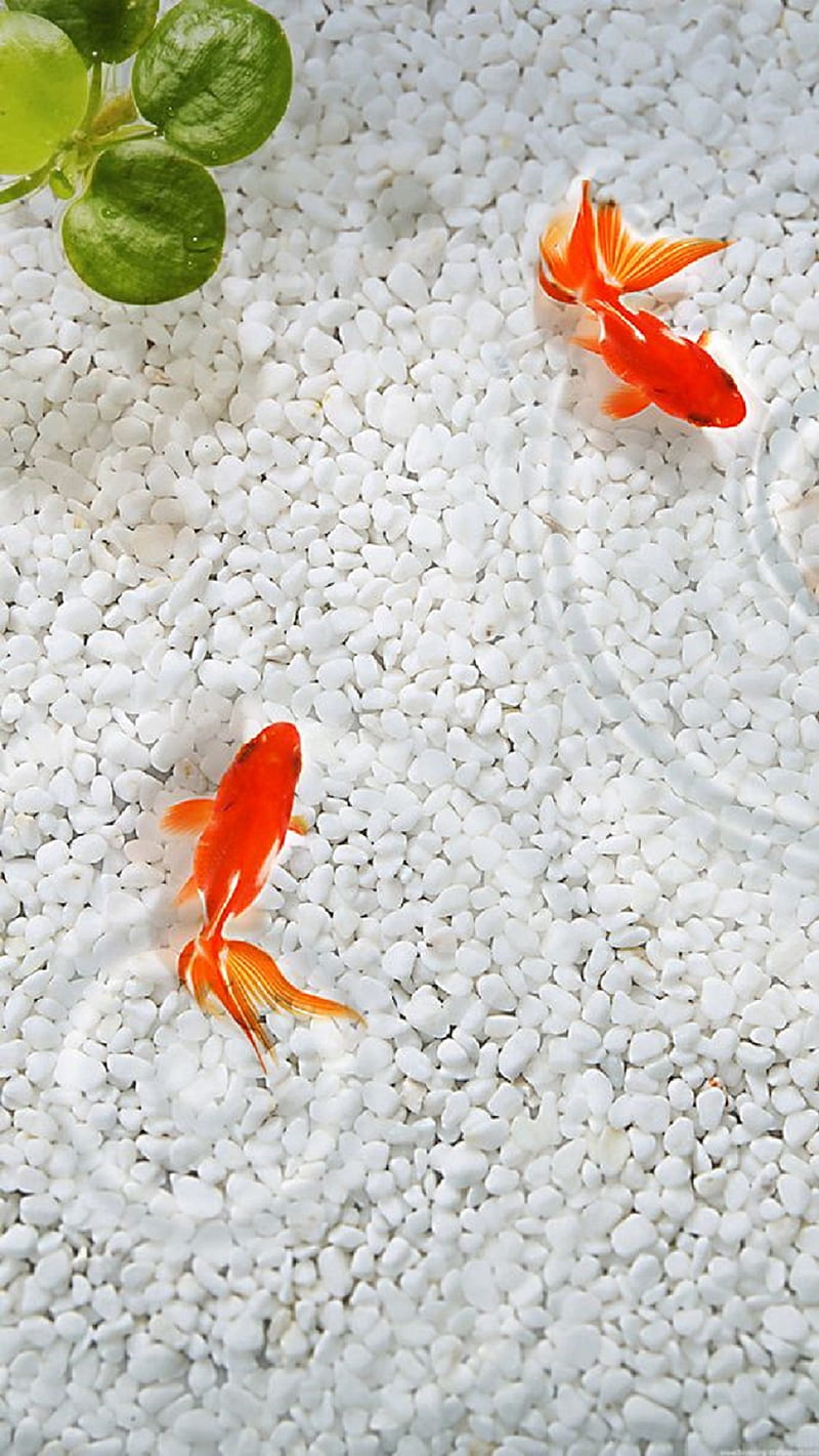 Goldfish iPhone Wallpapers  Wallpaper Cave