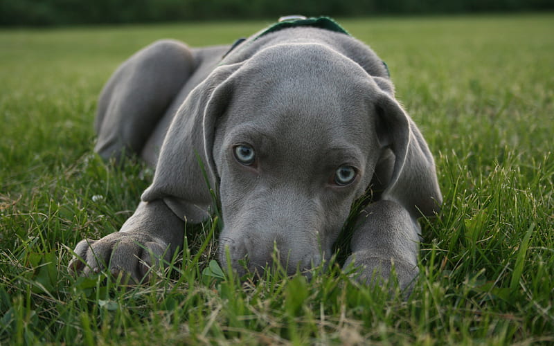 Blue Lacy, gray puppy, blue eyes, small dog, Weimaraner, HD wallpaper