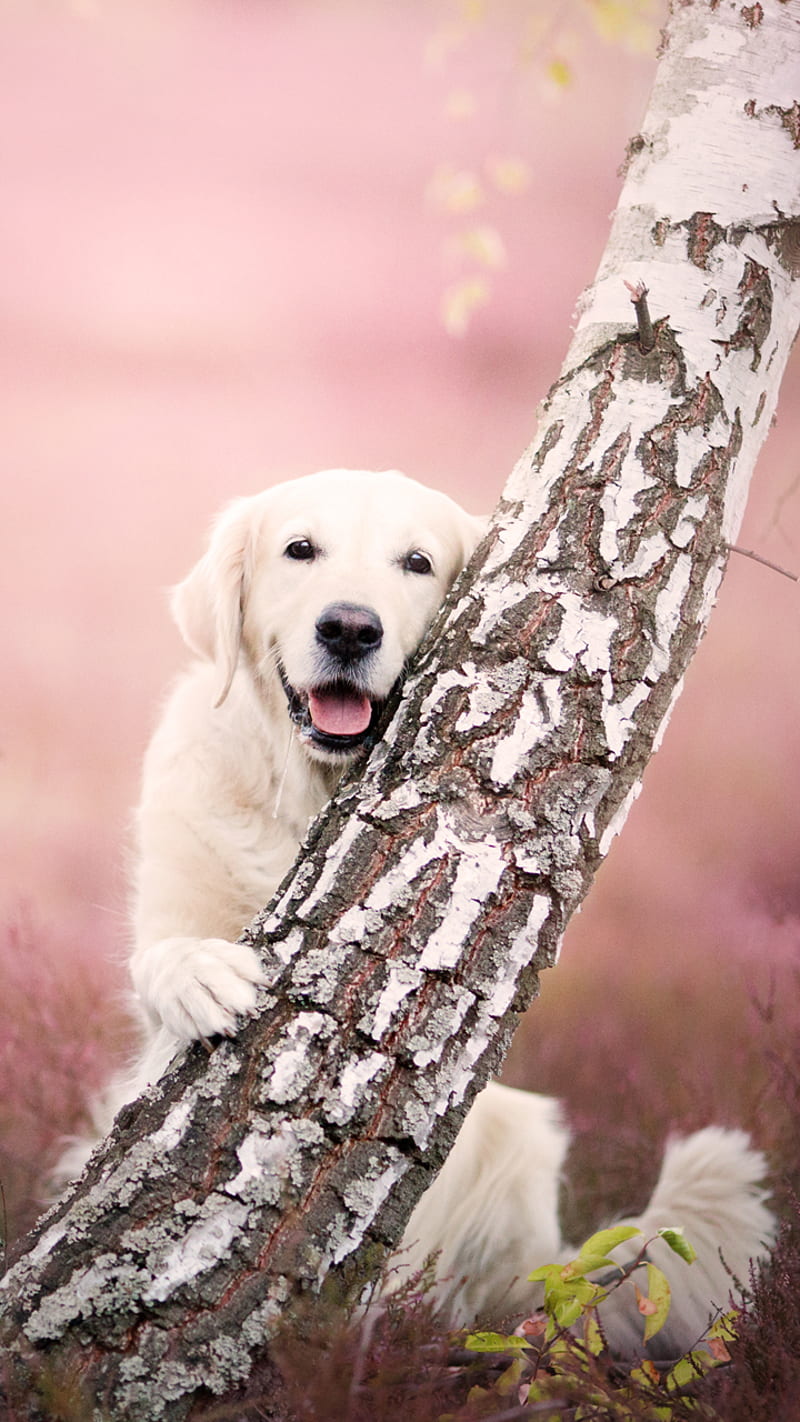 Dog, birch, golden retriever, HD phone wallpaper