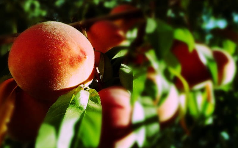Have a Nice Peach, orange, sweet, fruit, tree, leaves, green, nature, peach, light, HD wallpaper