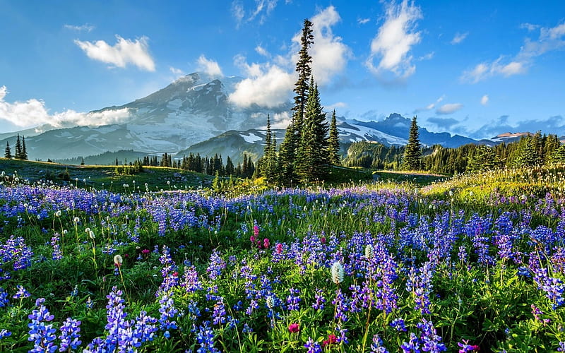 Mount Rainier, NP, Mountain, Field, Nature, Flower, HD wallpaper | Peakpx