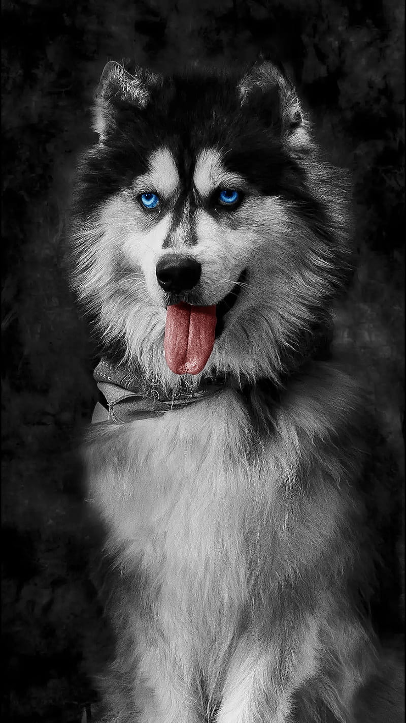 Husky, animal, black and white, black and white, blue eyes, cute, dog,  tongue, HD phone wallpaper | Peakpx