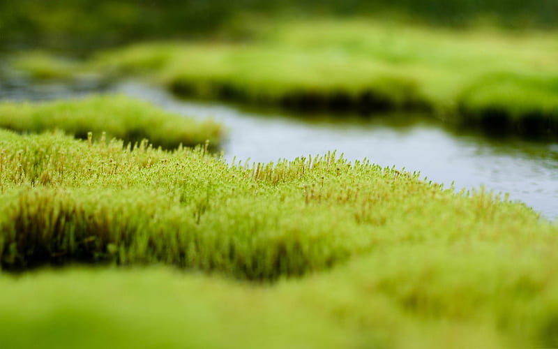 polytrichum moss-2012 Natural plant Featured, HD wallpaper