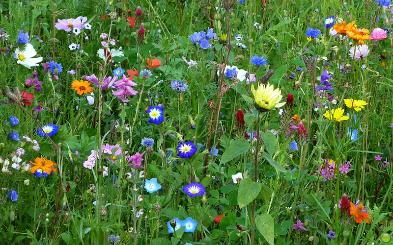 Meadow in Germany, flowers, nature, wild, meadow, HD wallpaper