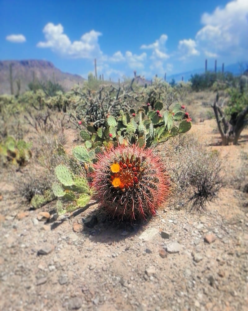 Out West, cactus, desert, flower, galaxy, national park, plant, HD phone wallpaper