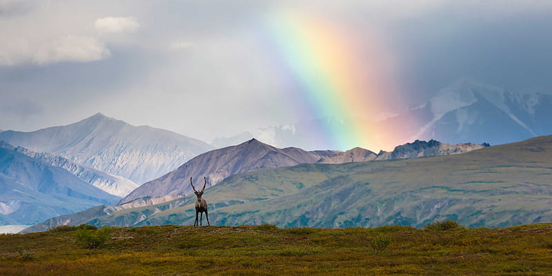 Rainbow over Denali National Park, Mountains, Sky, Alaska, Deer, Landscapes, National Parks, Rainbows, Nature, HD wallpaper